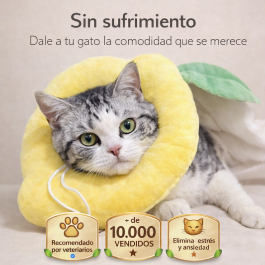 Collar Michimood Limón